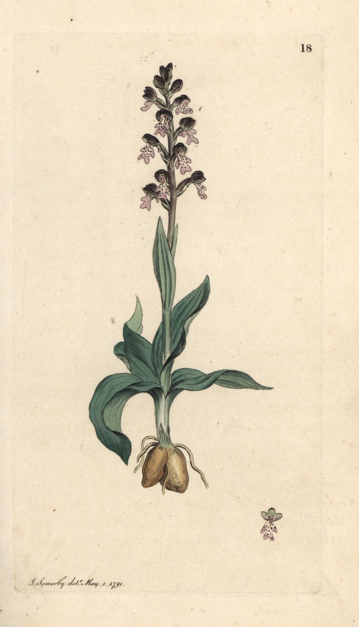 Burnt-tip orchid, Neotinea ustulata (Dwarf orchis, Orchis ustulata). Handcoloured copperplate engraving after an illustration by James Sowerby from James Smith