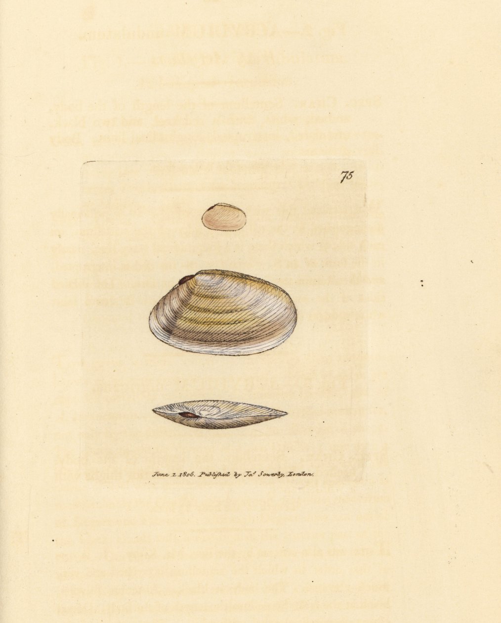 Candystick tellina shell, Tellina similis by James Sowerby