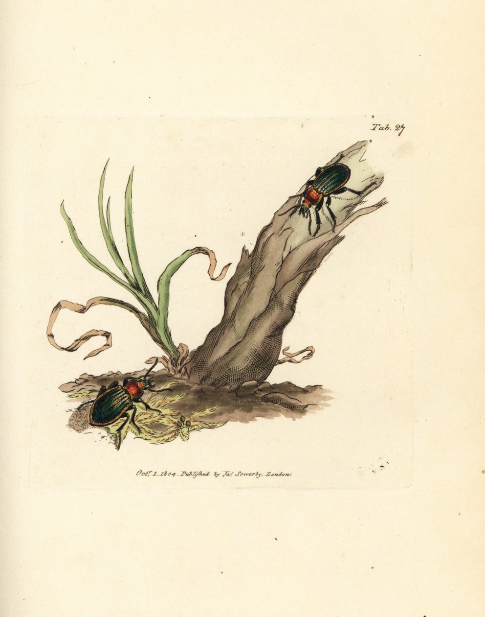 Carabus nitens beetle by James Sowerby