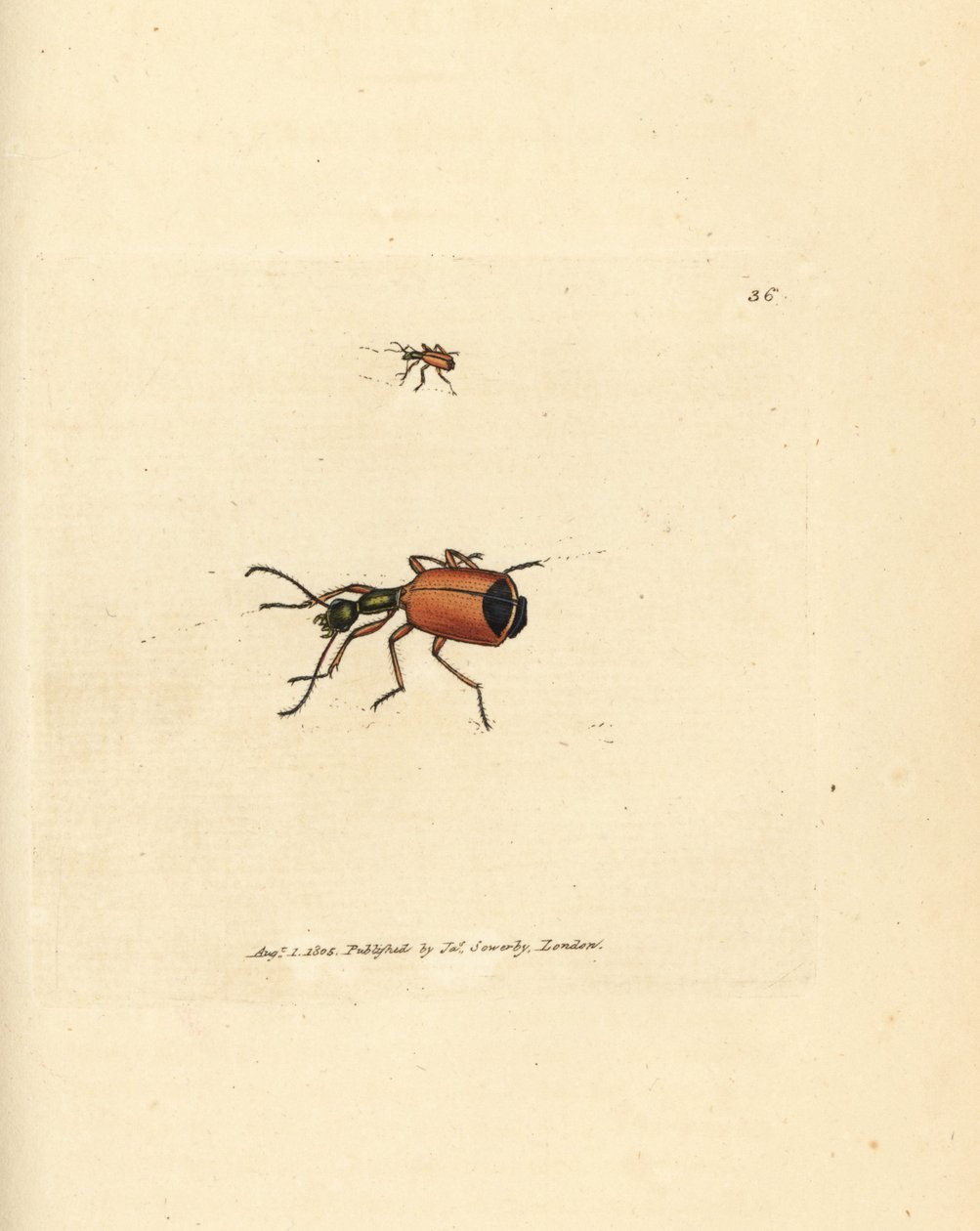 Carabus rotundicollis beetle by James Sowerby