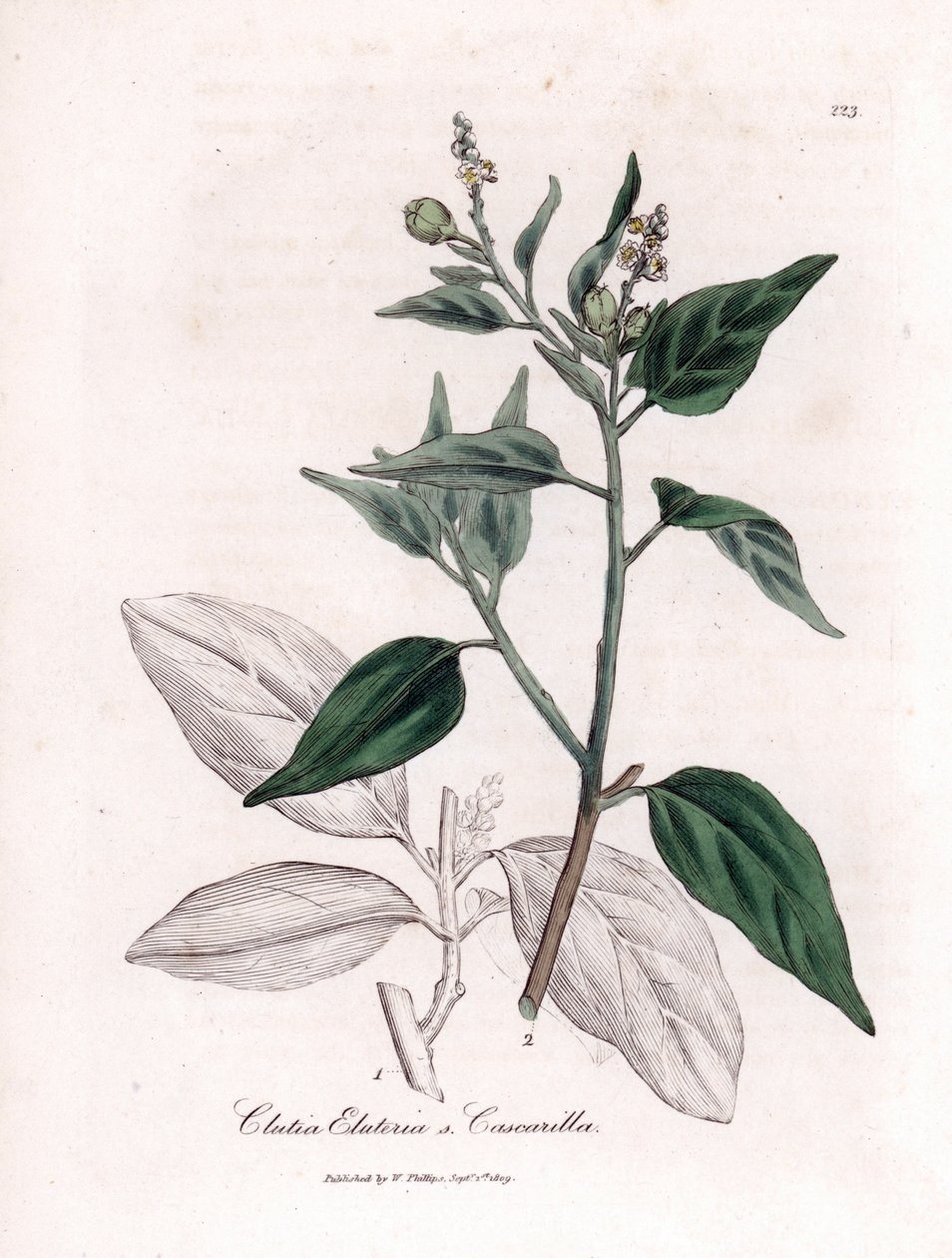 Cascarilla, Croton eluteria by James Sowerby