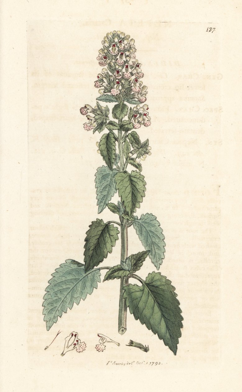 Catnip, Nepeta cataria (Handcoloured copperplate engraving) by James Sowerby