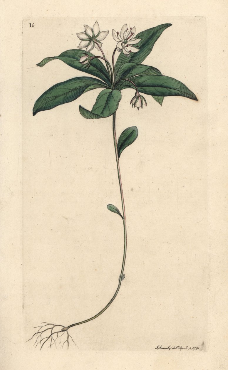 Chickweed Winter-green by James Sowerby