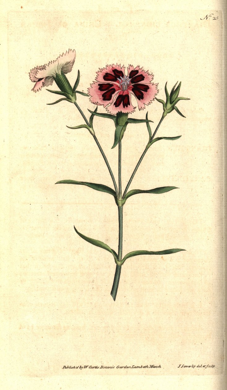 China carnation or China pink, Dianthus chinensis by James Sowerby