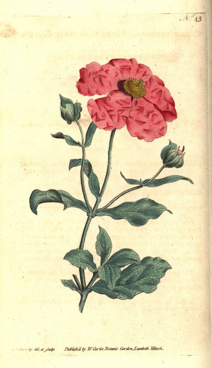Cistus - Hoary Cistus Rose Gold Cistus, Cistus incanus. Handcoloured Copperplate Engraving and Botanical Illustration by James Sowerby from William Curtis