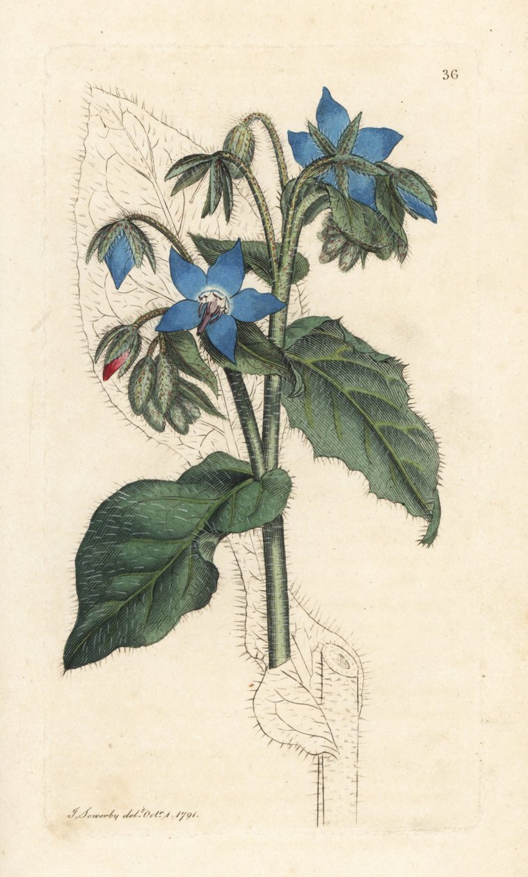 Common Borage, Borago Officinalis by James Sowerby