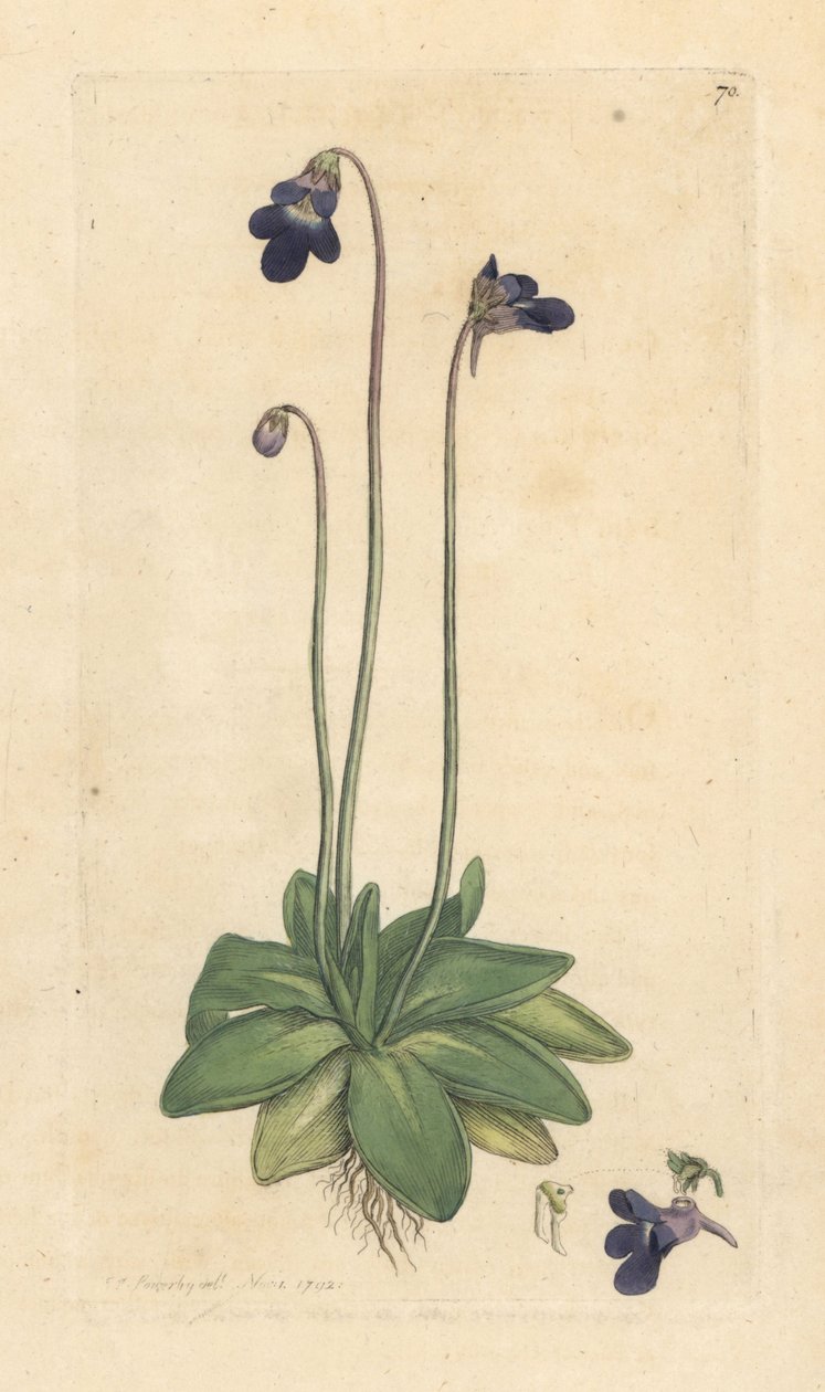 Common Butterwort, Pinguicula vulgaris by James Sowerby