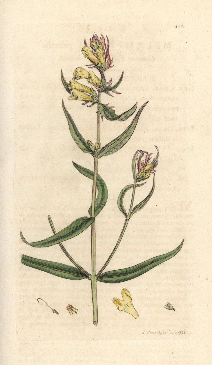 Common Cowwheat, Melampyrum pratense (Handcoloured copperplate engraving) by James Sowerby
