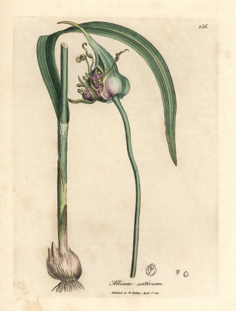 Common cultivated garlic, Allium sativum by James Sowerby