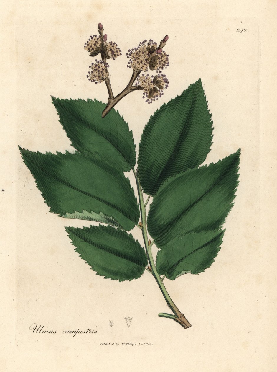 Common Elm Tree, Ulmus campestris by James Sowerby