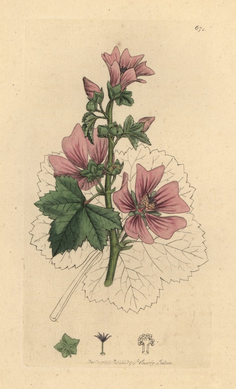 Common Mallow, Malva Sylvestris by James Sowerby