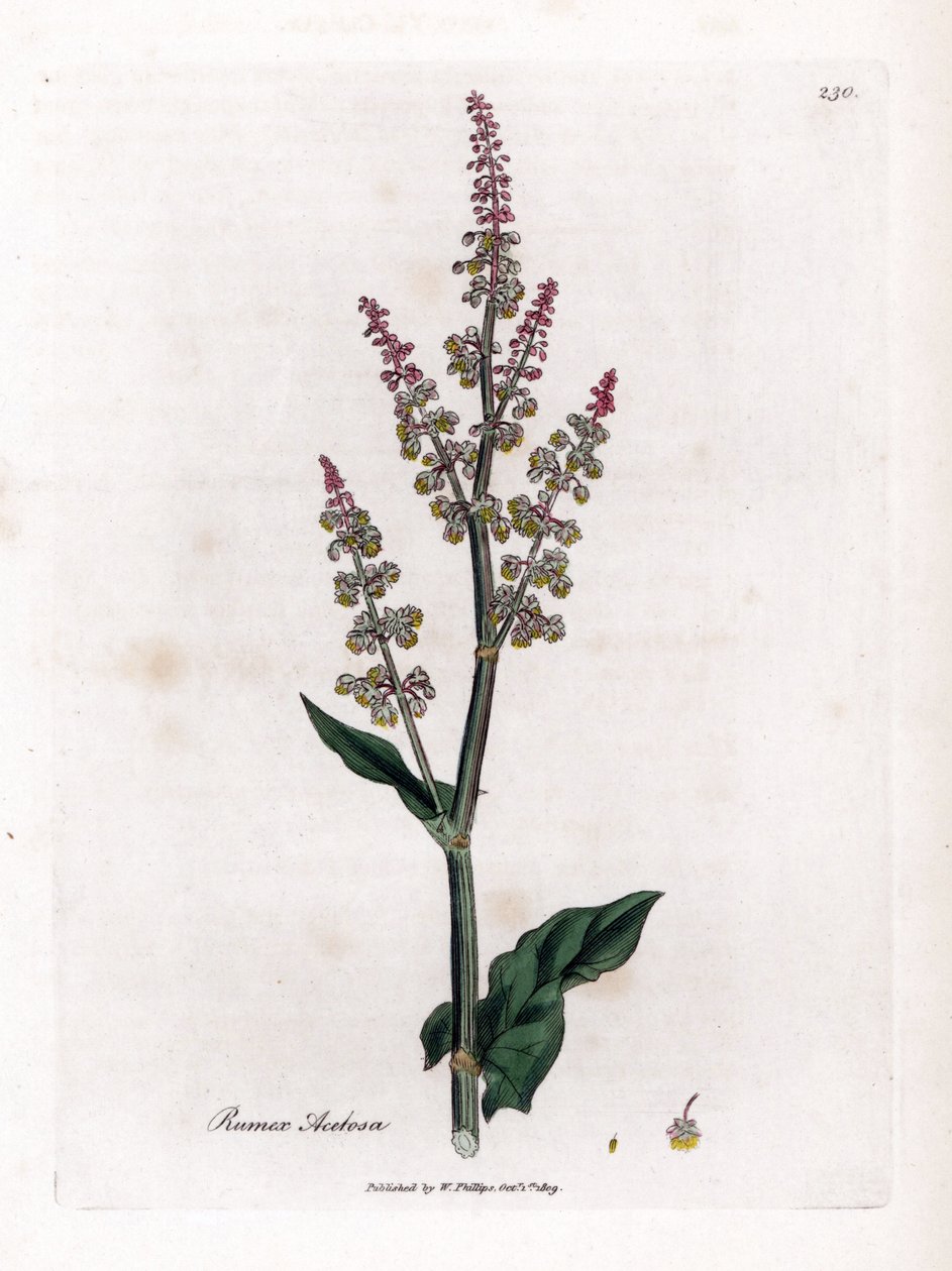 Common oseillle or large sorrel - Garden sorrel, Rumex acetosa by James Sowerby