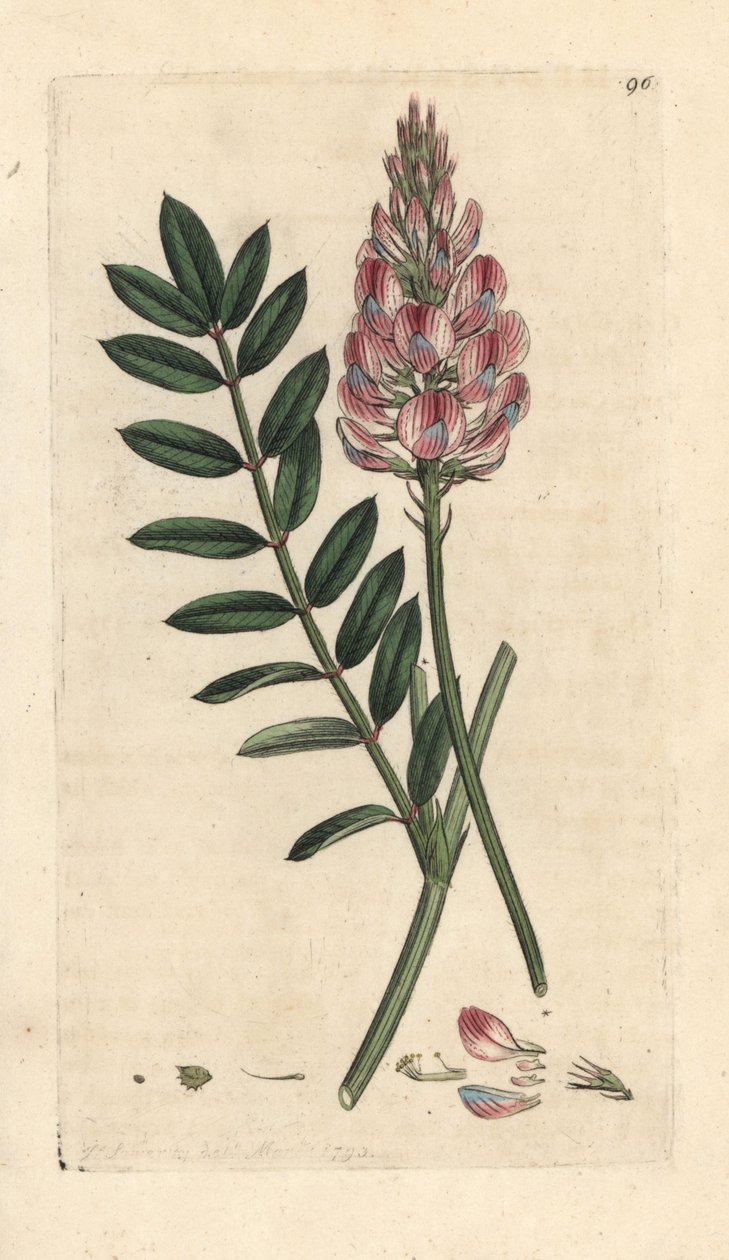 Common Sainfoin, Onobrychis viciifolia by James Sowerby