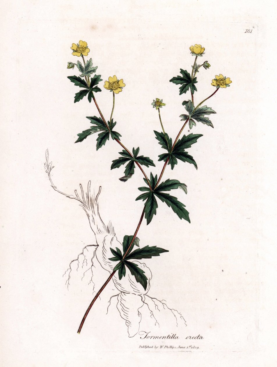 Common tormentil, Potentilla erecta. Handcoloured copperplate engraving from a botanical illustration by James Sowerby from William Woodville and Sir William Jackson Hooker