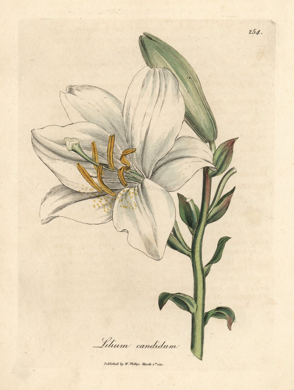 Common white lily, Lilium candidum by James Sowerby