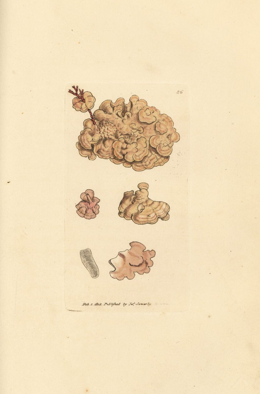 Coralline species, Corallina auriculariaeformis by James Sowerby