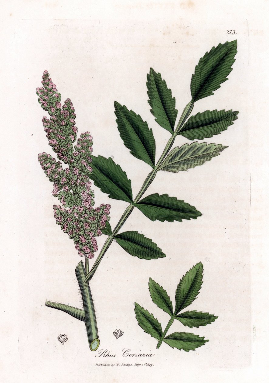 Corroyere or sumac of corroyeurs or travelers - Elm-leaved sumac, Rhus coriaria by James Sowerby