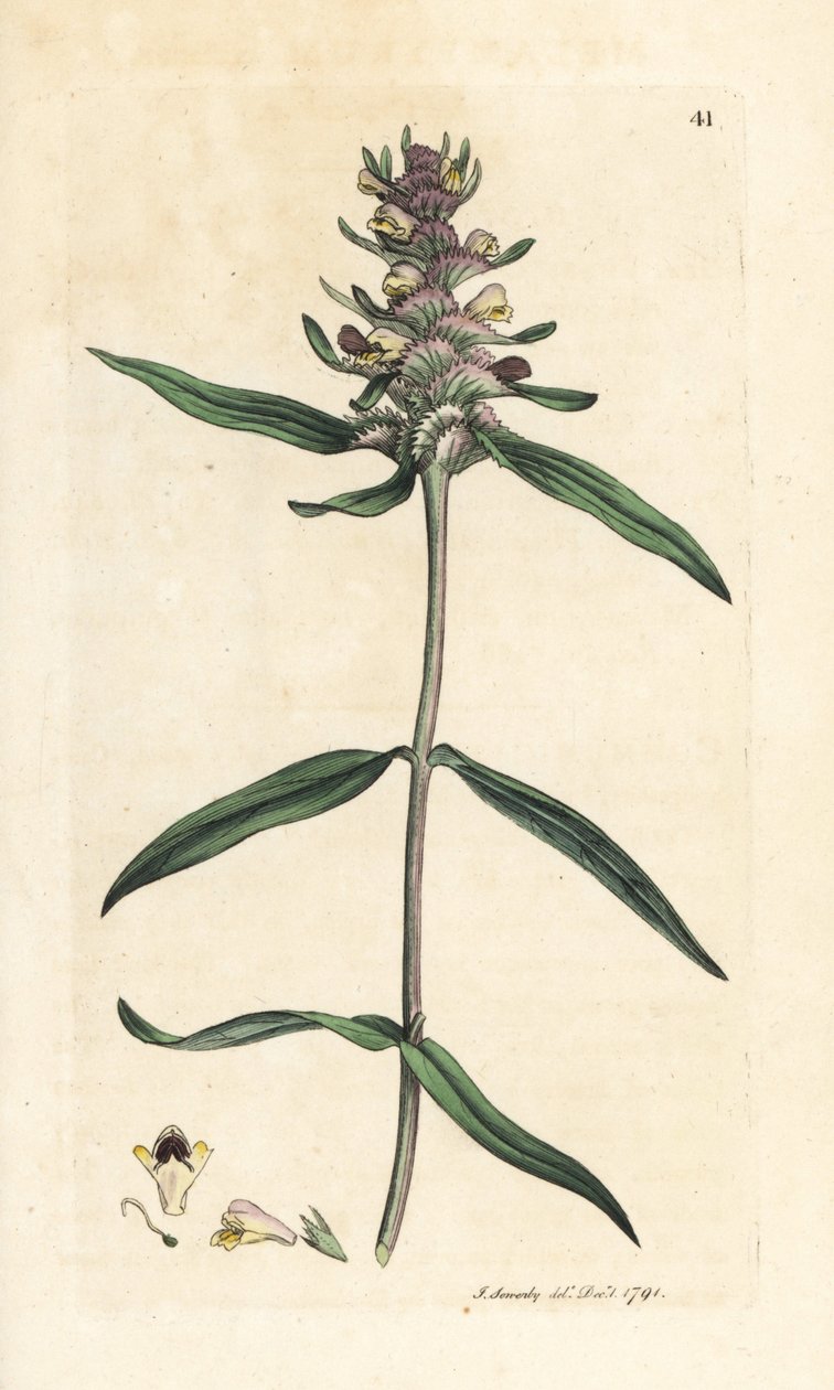 Crested Cowwheat, Melampyrum cristatum by James Sowerby