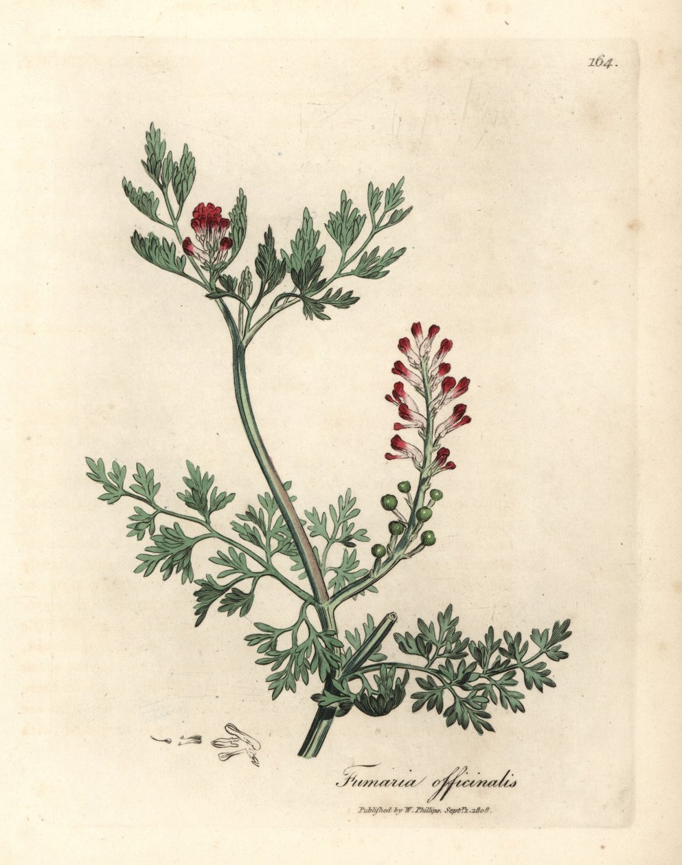 Crimson Flowered Fumitory, Fumaria officinalis by James Sowerby