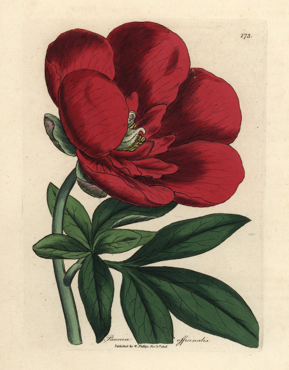 Crimson Peony, Paeonia officinalis by James Sowerby