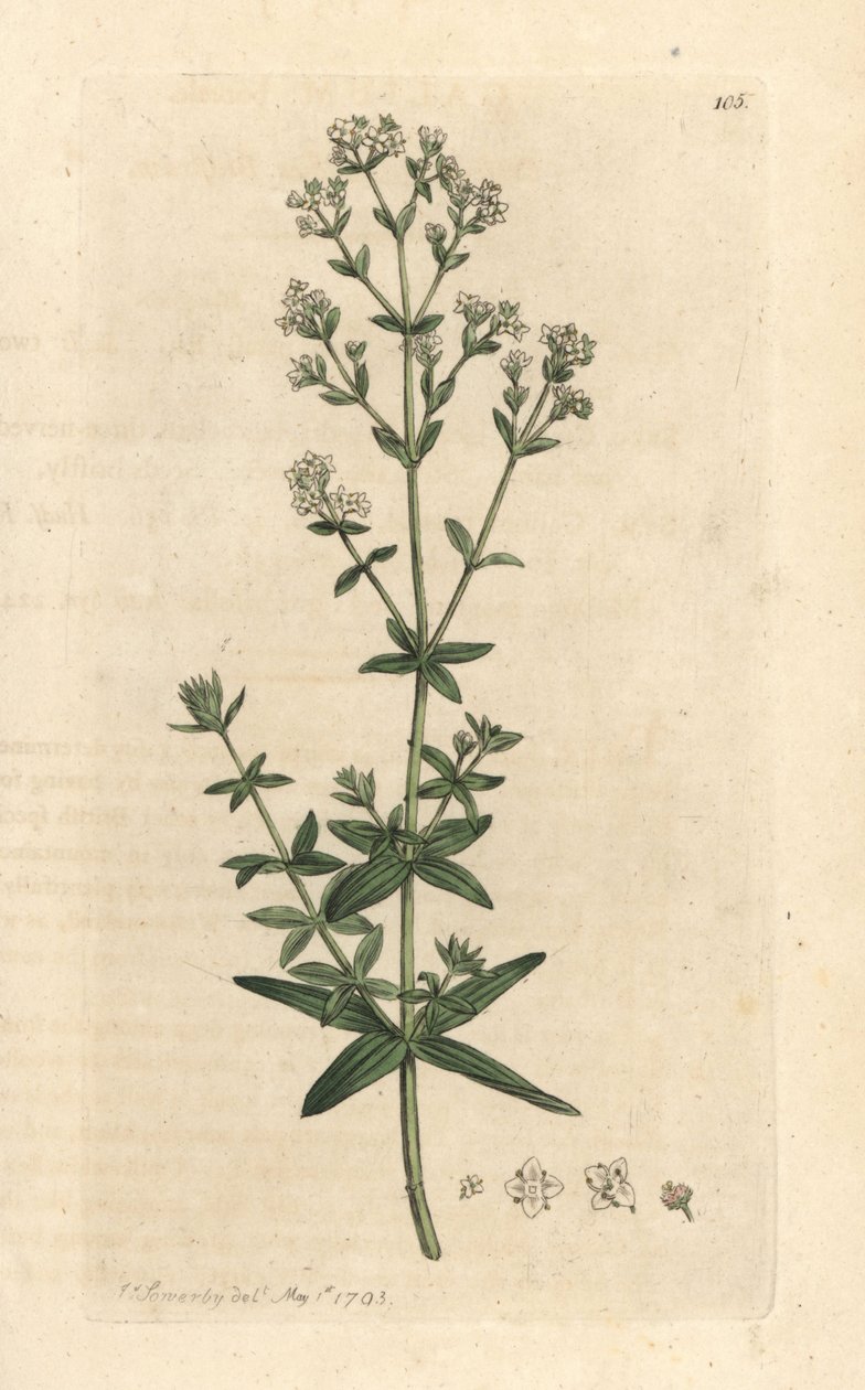 Cross-Leaved Ladies Bedstraw, Galium Boreale (Gaillet Boreal) by James Sowerby