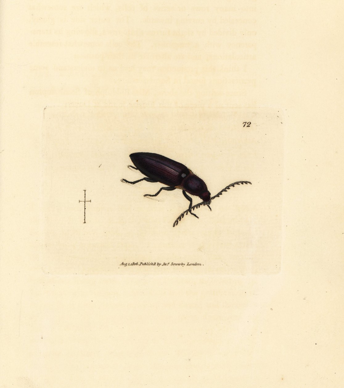 Ctenicera Cuprea Beetle (Handcoloured Copperplate Engraving by James Sowerby from The British Miscellany) by James Sowerby