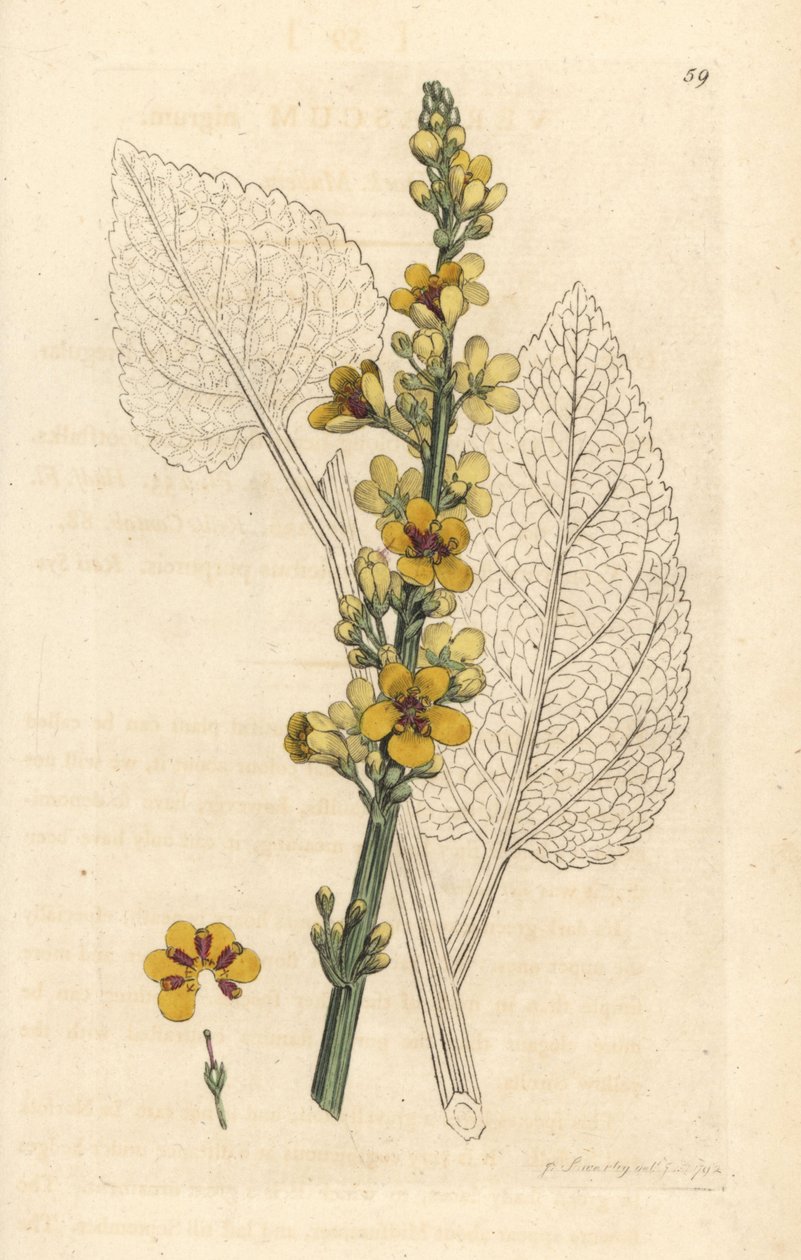 Dark Mullein, Verbasum nigrum by James Sowerby
