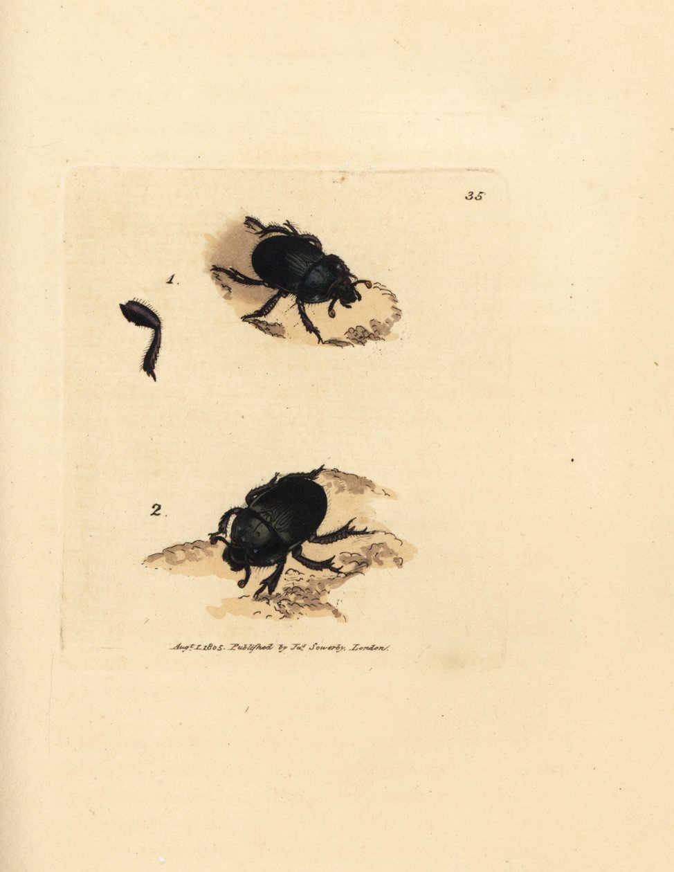 Dor beetle or earth-boring dung beetle, Geotrupes puncticollis (Scarabaeus spiniger) by James Sowerby