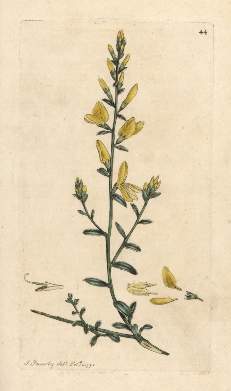 Dyer