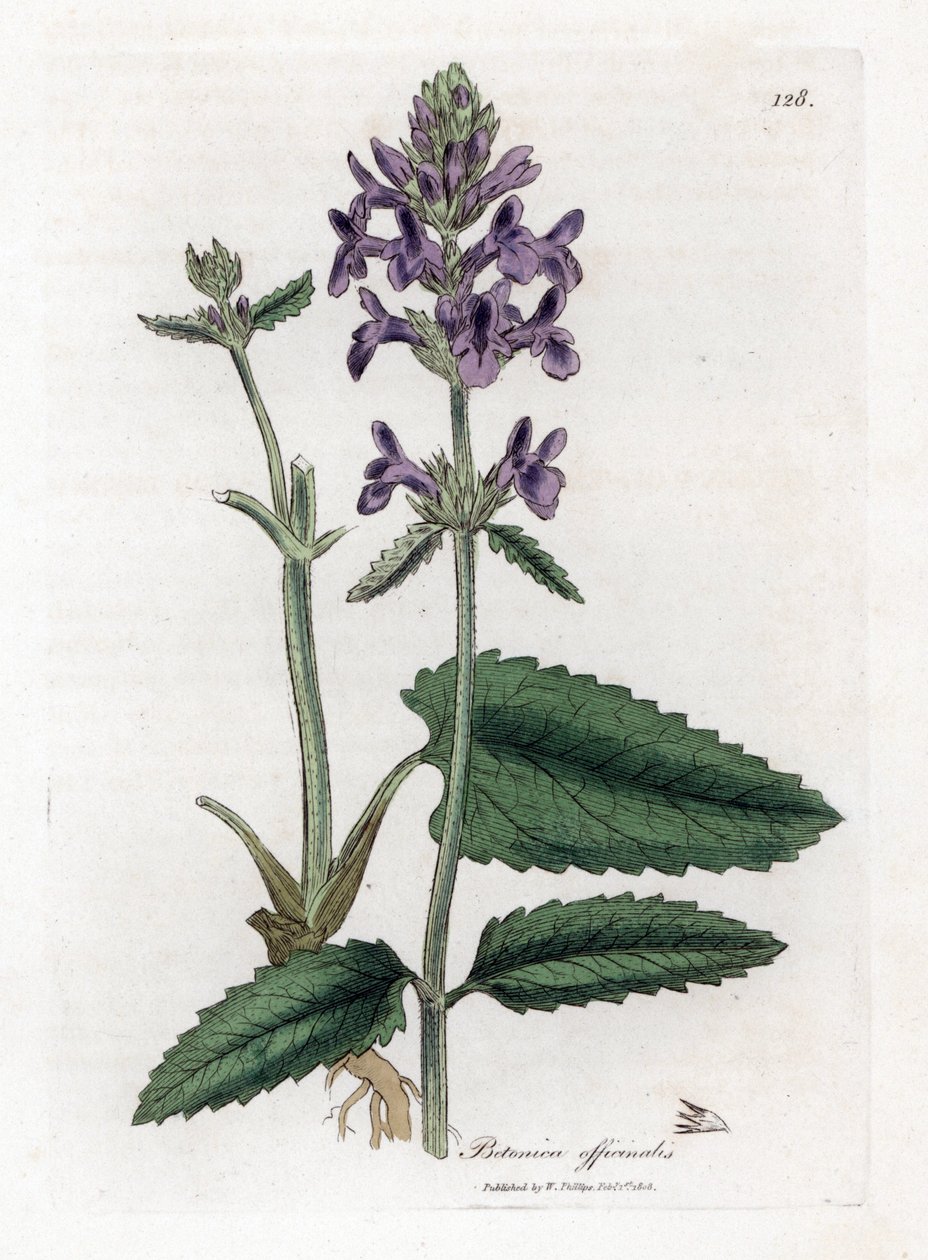Epiary Officinale or Wood Betony, Stachys officinalis (Handcoloured copperplate engraving) by James Sowerby