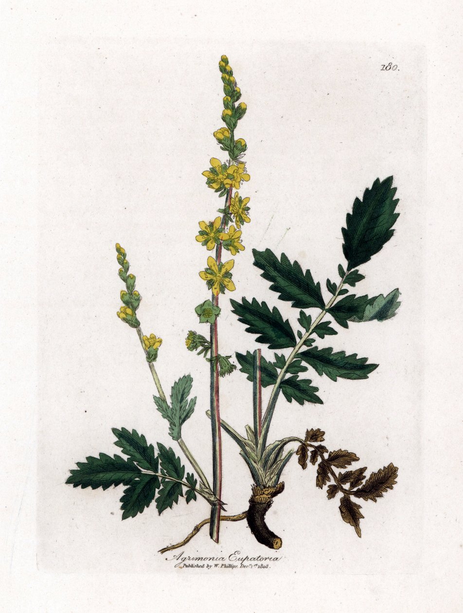 Eupatory Sour - Agrimony, Agrimonia Eupatoria. Handcoloured Copperplate Engraving from a Botanical Illustration by James Sowerby from William Woodville and Sir William Jackson Hooker