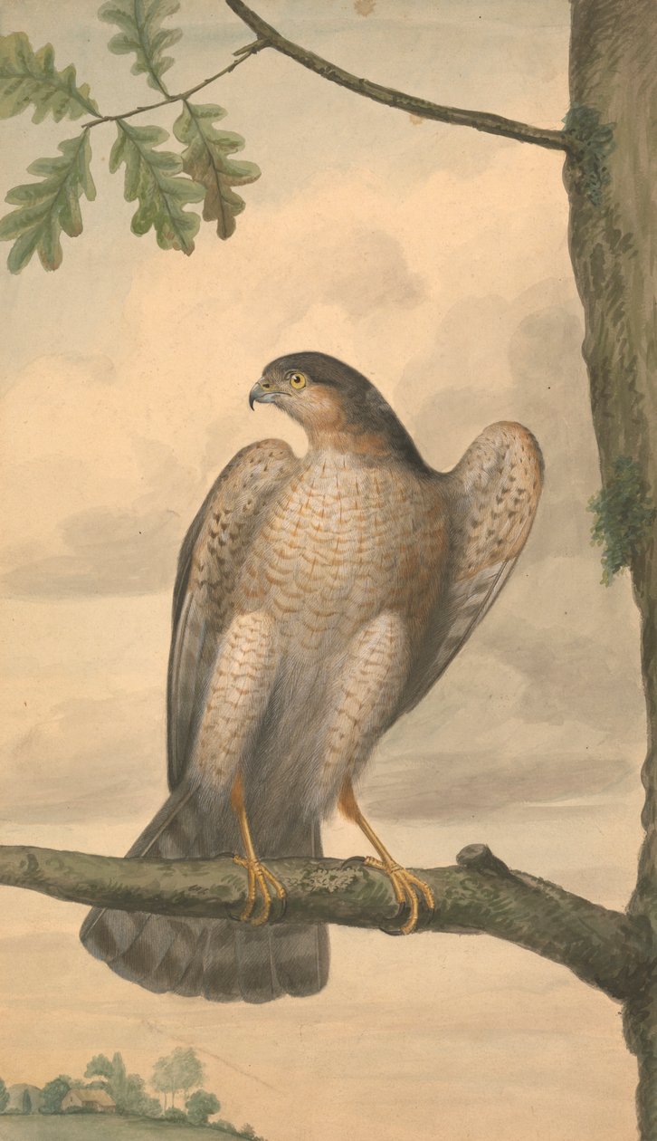 Eurasian Sparrowhawk by James Sowerby