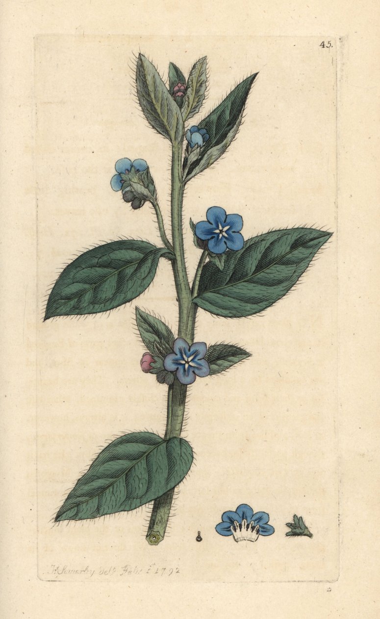 Evergreen Bugloss, Pentaglottis sempervirens by James Sowerby