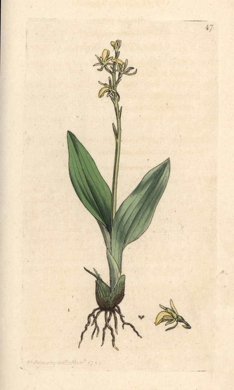 Fen orchid, Liparis loeselii by James Sowerby