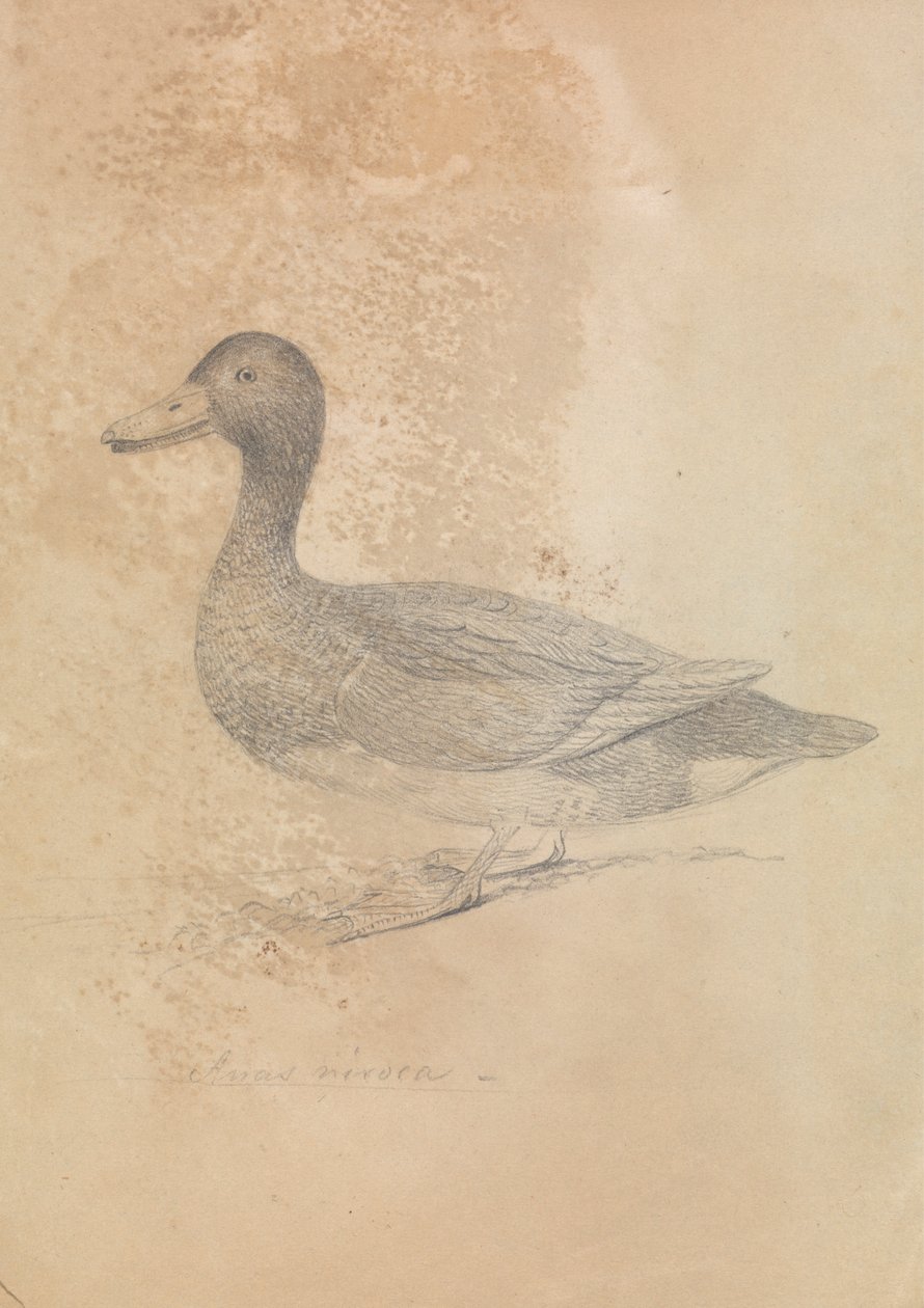 Ferruginous Duck by James Sowerby