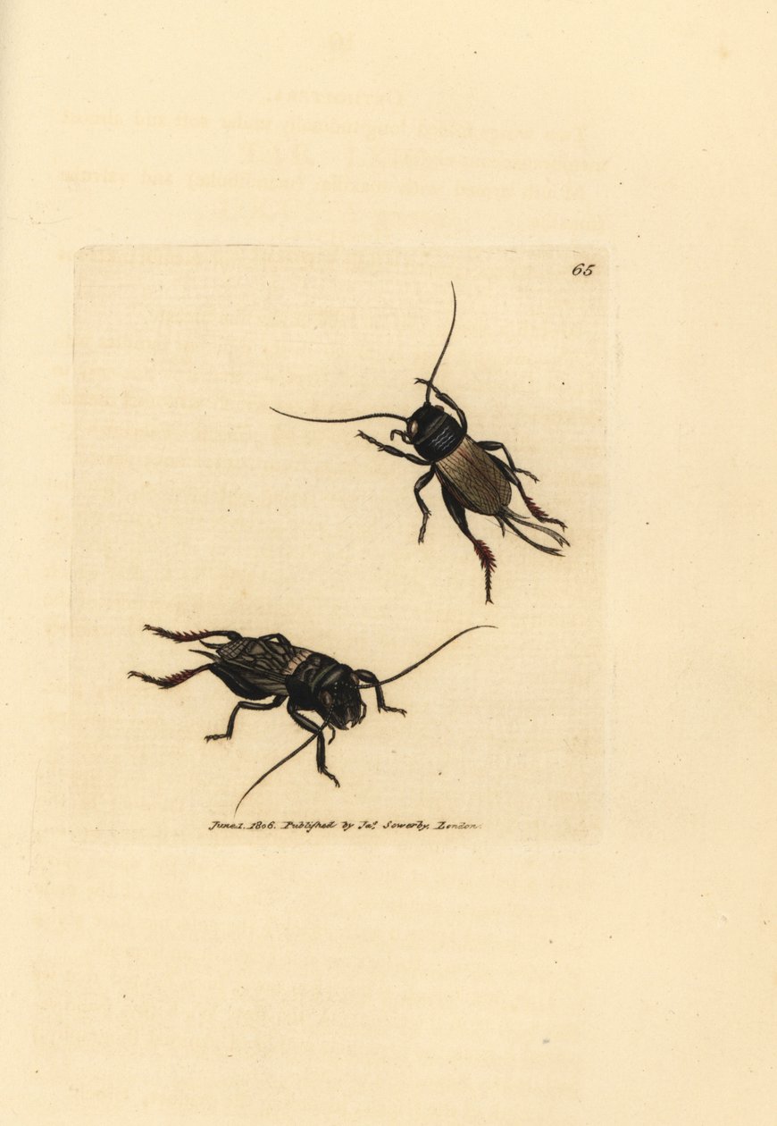 Field cricket, Gryllus campestris (Accheta campestris) by James Sowerby