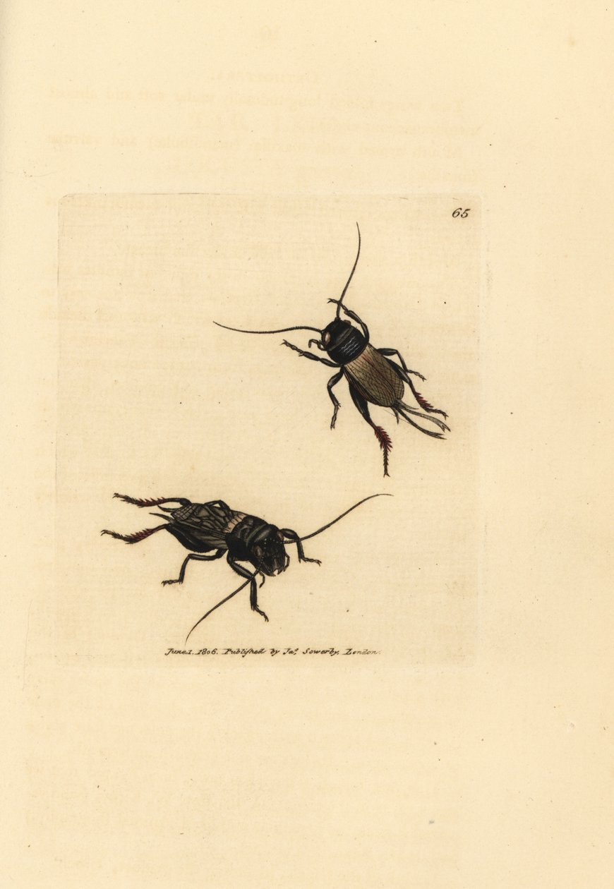 Field cricket, Gryllus campestris (Accheta campestris). Handcoloured copperplate engraving by James Sowerby from The British Miscellany, or Coloured figures of new, rare, or little known animal subjects. by James Sowerby