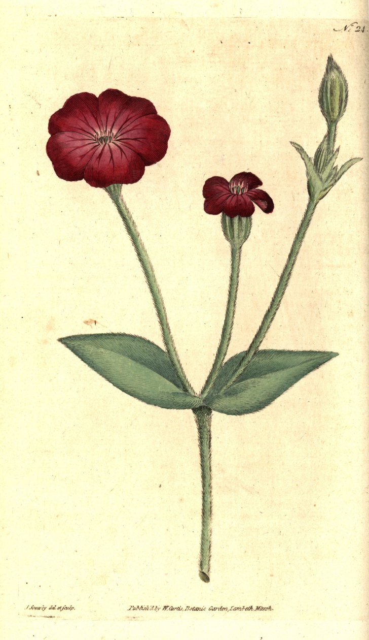 Garden Poppy - Pink Campion (Handcoloured copperplate engraving and botanical illustration by James Sowerby from William Curtis