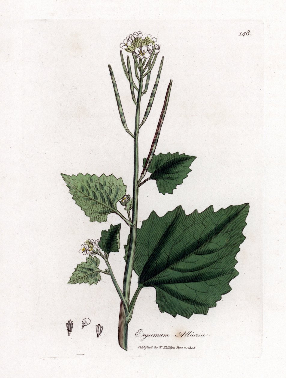 Garlic Mustard, Alliaria Petiolata by James Sowerby