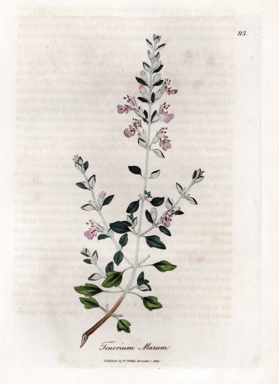Germandree marum or germandree of cats - Cat thyme, Teucrium marum by James Sowerby