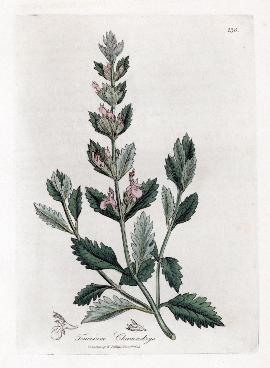 Germandree Petit Oak - Common Germander, Teucrium Chamaedrys by James Sowerby