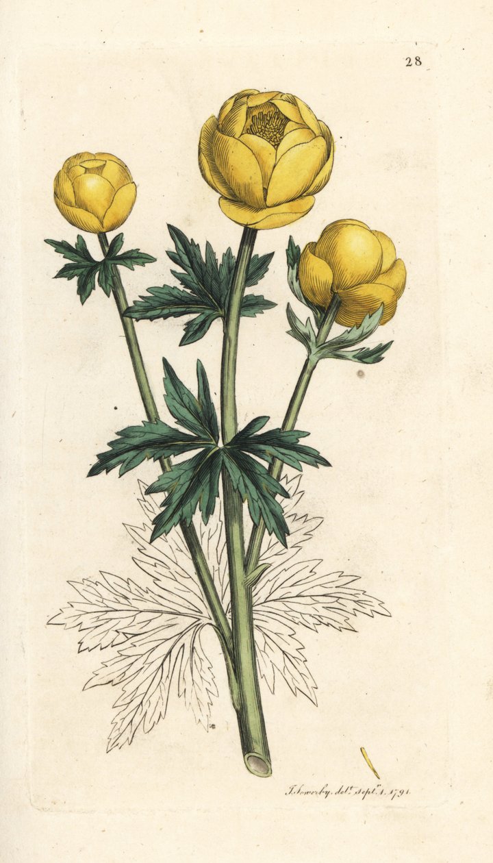 Globe Flower, Trollius europaeus (Handcoloured copperplate engraving) by James Sowerby