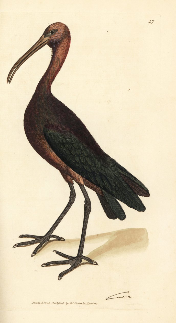 Glossy ibis, Plegadis falcinellus by James Sowerby