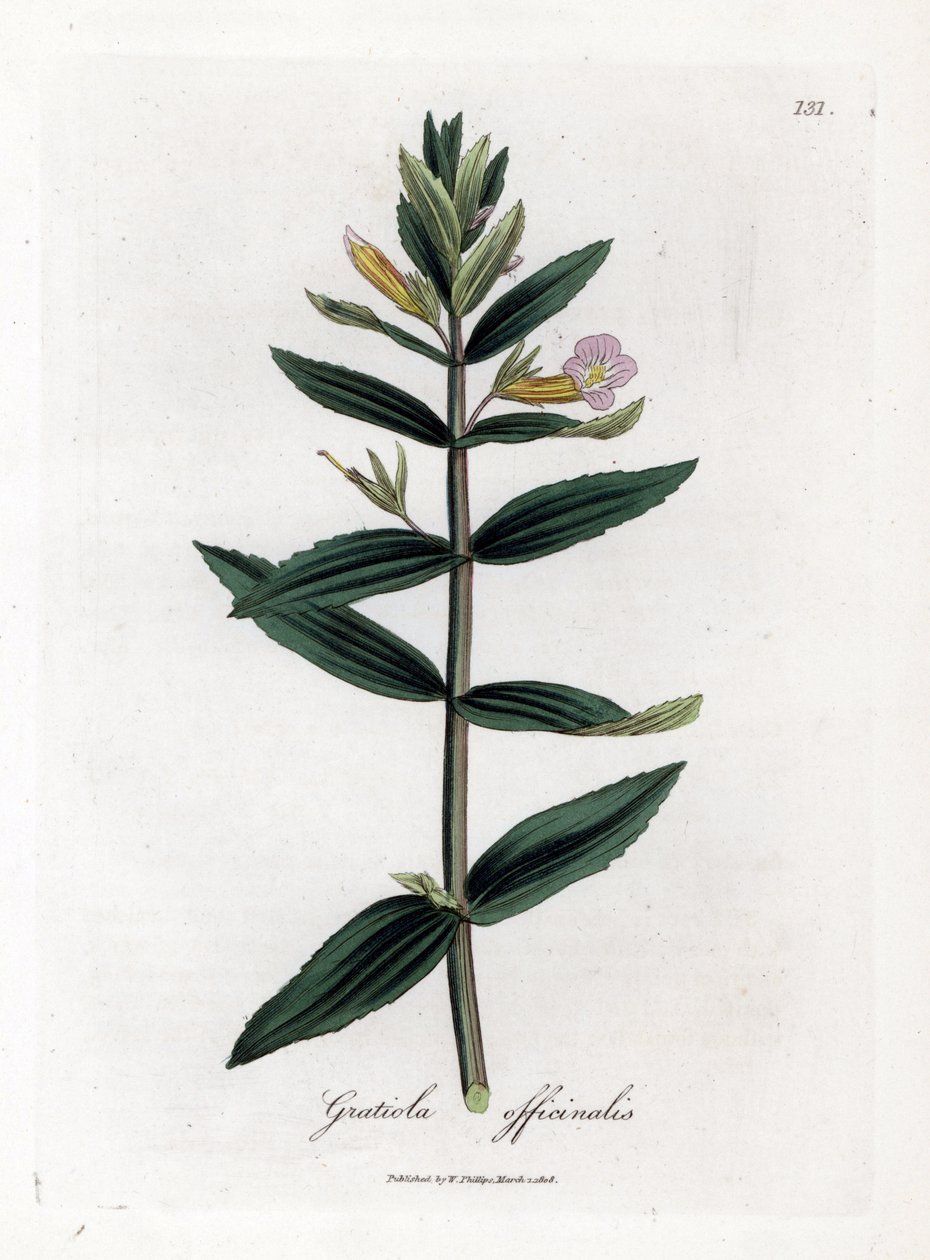 Gratiole Officinale or Hedge-hyssop, Gratiola officinalis (Handcoloured copperplate engraving) by James Sowerby