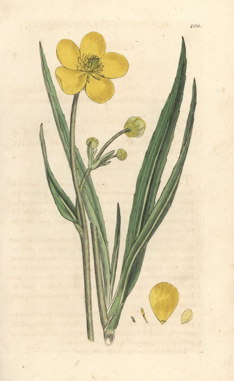 Great Spearwort, Ranunculus lingua by James Sowerby