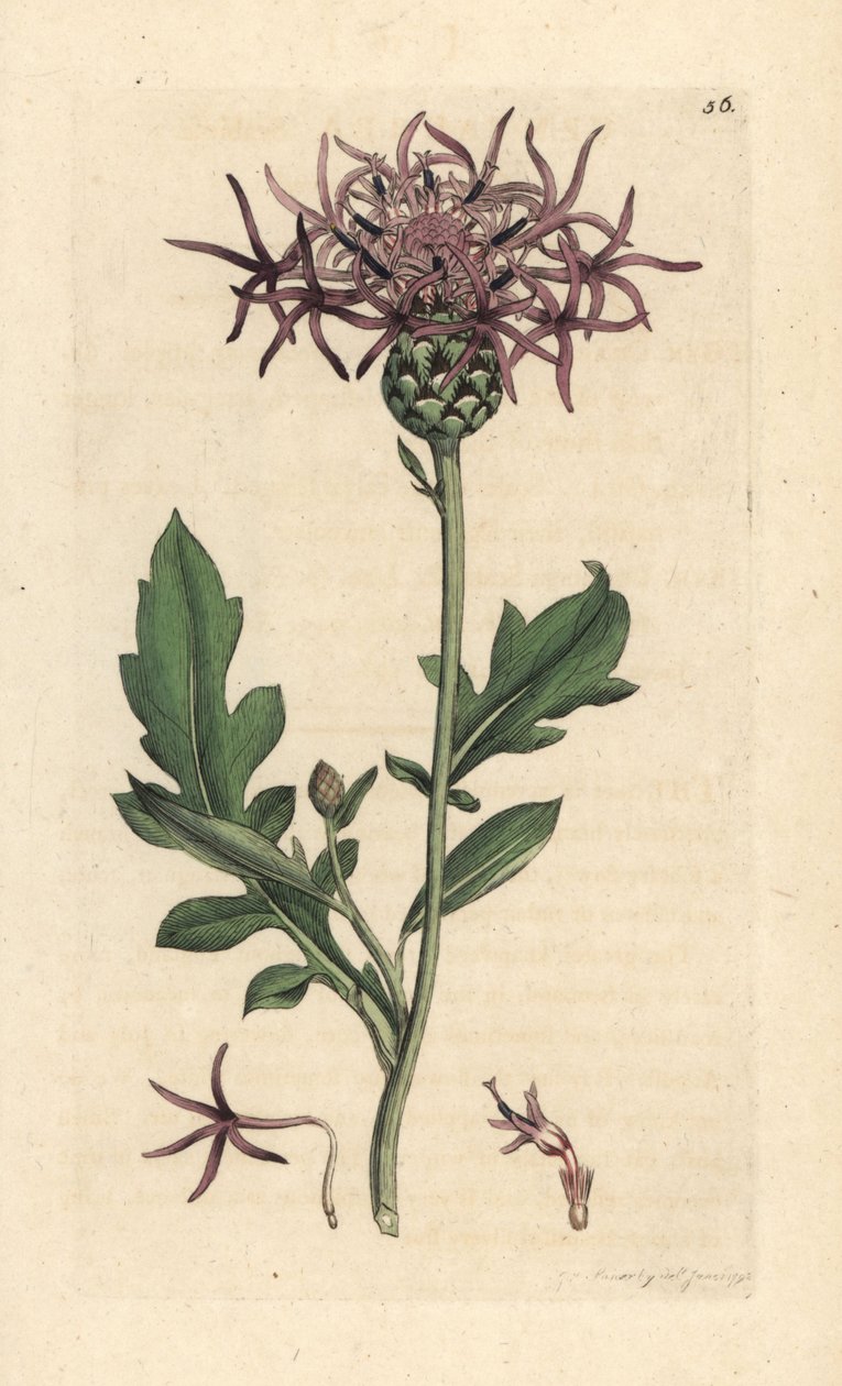 Greater Knapweed by James Sowerby