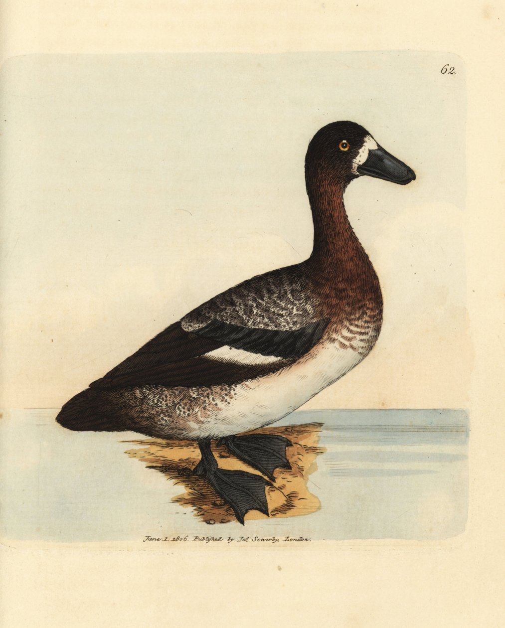 Greater scaup duck, Aythya marila, female (White-faced duck, Anas fraenata) by James Sowerby