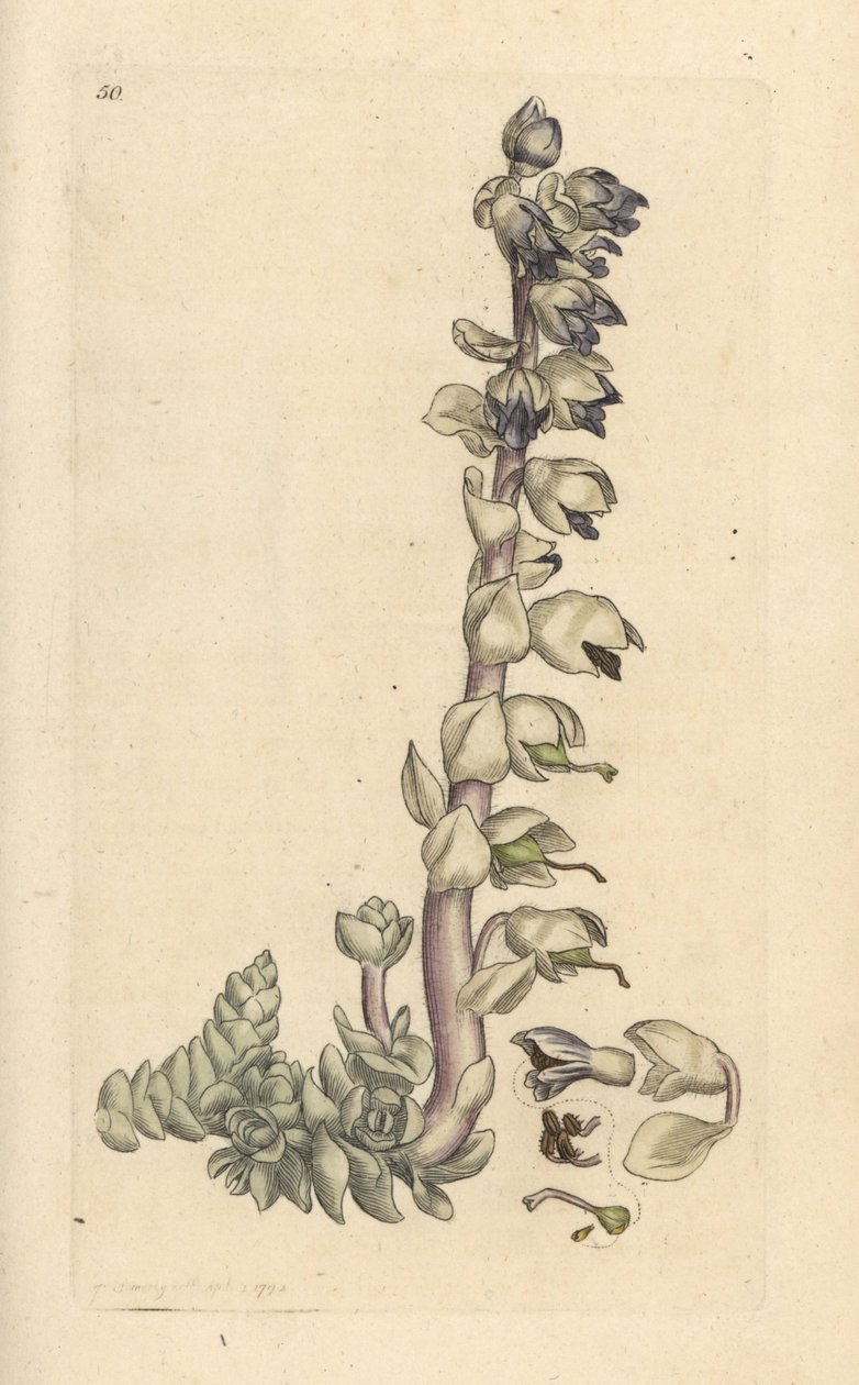 Greater Toothwort, Lathraea squamaria (Grande Cardamine) Handcoloured Copperplate Engraving after an Illustration by James Sowerby from James Smith