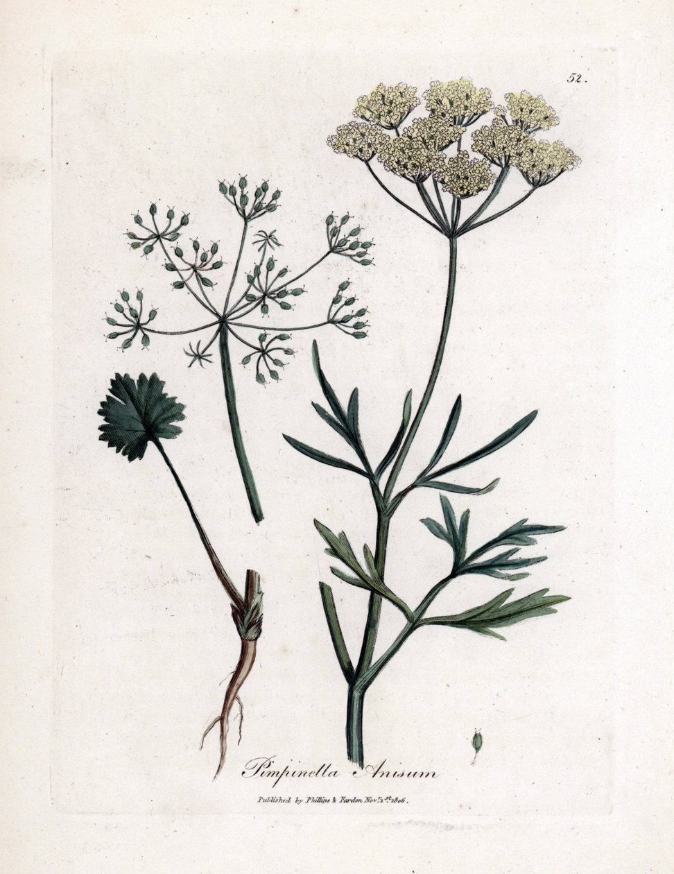 Green Anise, Pimpinella anisum by James Sowerby