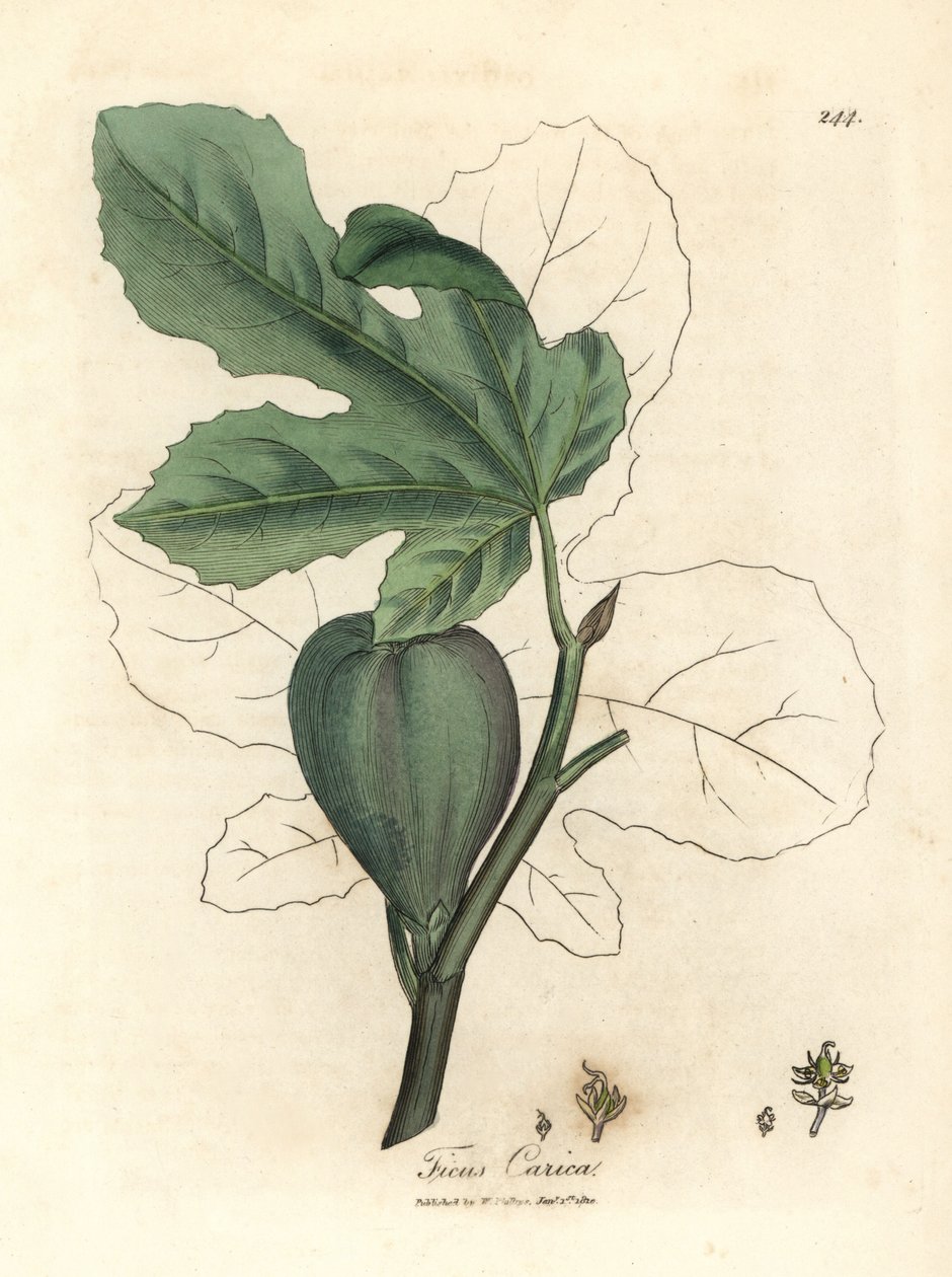Green Fig, Fruit, Leaves, Leaf Outline, Ficus carica by James Sowerby